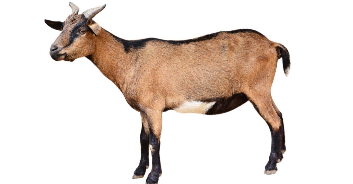 ሙክት ፍየል  (Goat) - Farm animal Booking