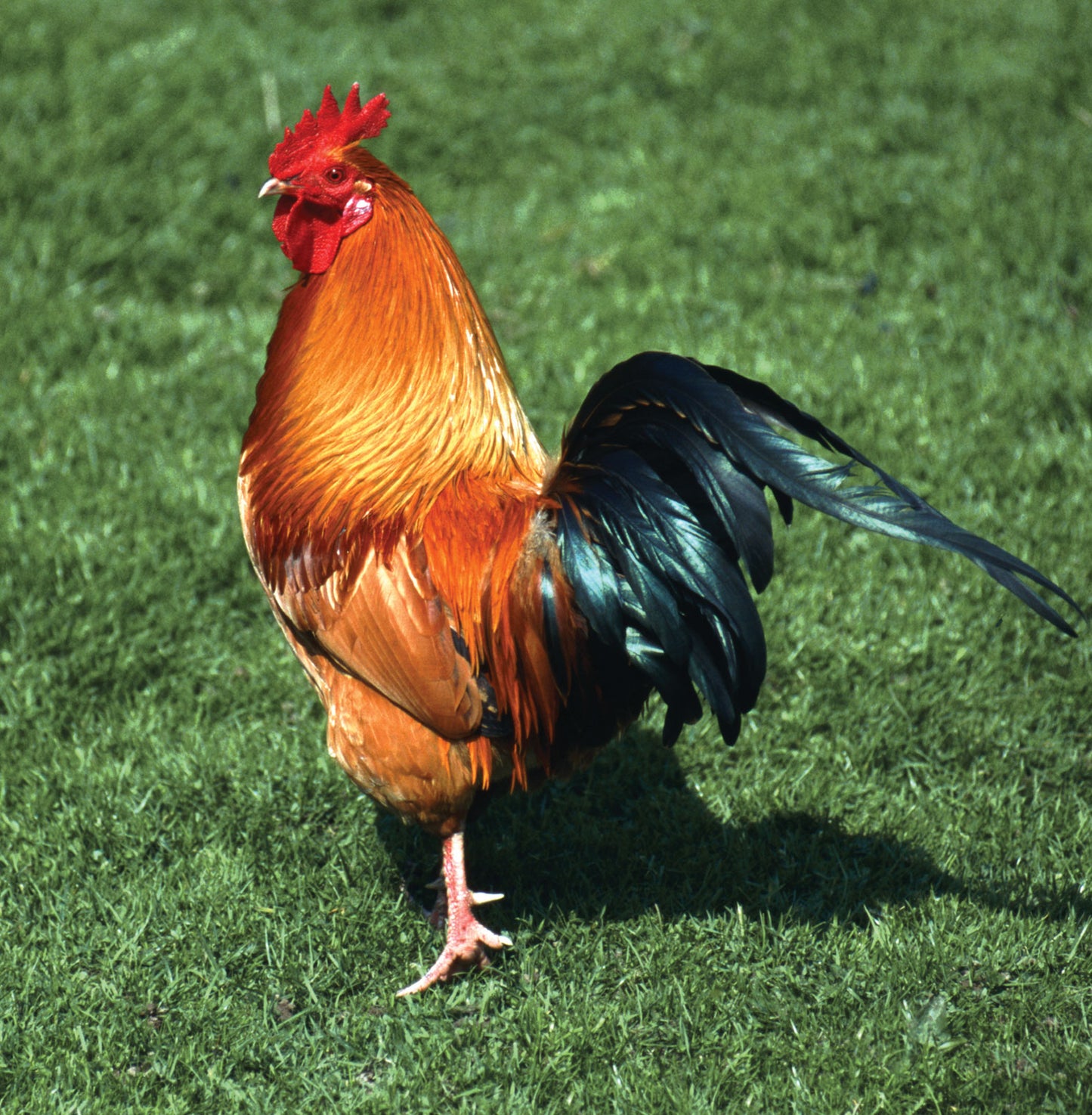 አውራ ዶሮ (Whole Chicken) - Farm animal Booking
